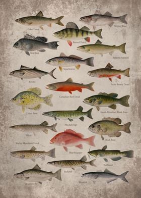 Vintage Fish Art Print 2