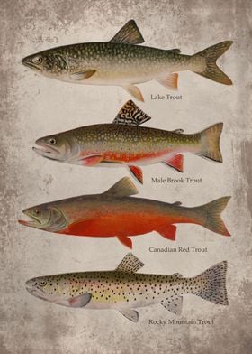 Trout Fish Art Print