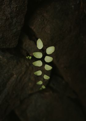 dark brown leaf