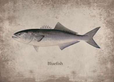Bluefish