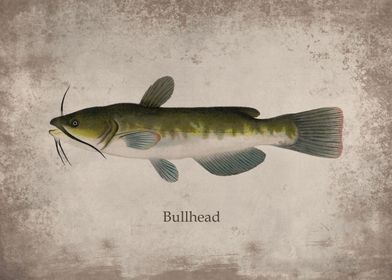 Bullhead