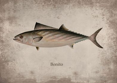 Bonito