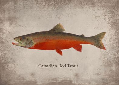Canadian Red Trout
