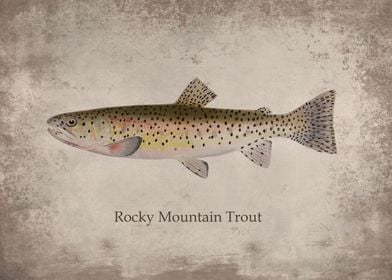 Rocky Mountain Trout