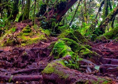 Mossy Forest