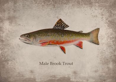 Male Brook Trout