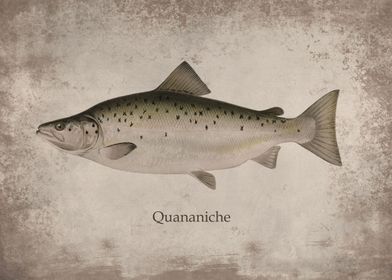Quananiche Salmon