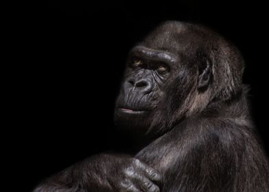 gorilla portrait