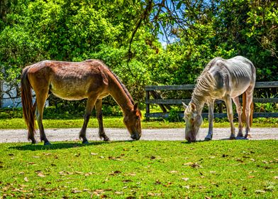 Horse on Cumberland Island