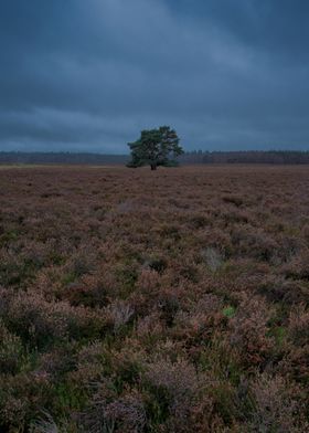 Lonely Tree