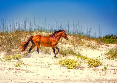 Cumberland Island Seashore