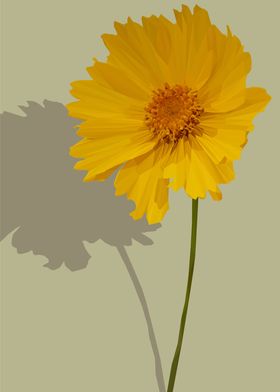 Lance Leafed Coreopsis