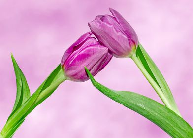 Two tulips embracing