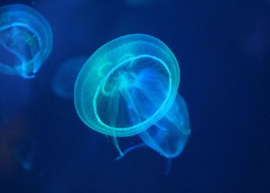 floating jellyfishes