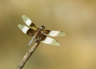 Colorful dragonfly at rest