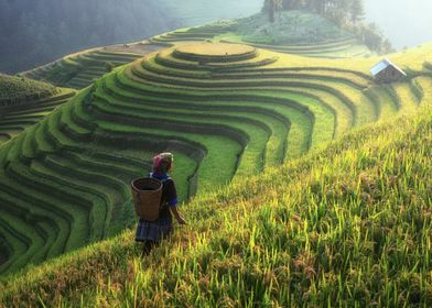 green field landscape