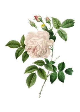 Vintage Rosa Indica Flower