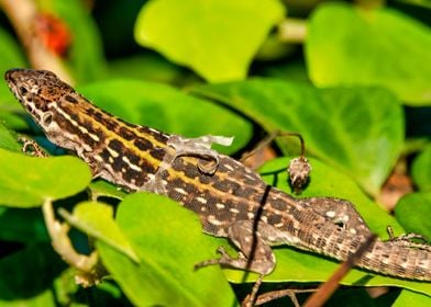 Italian wall lizard