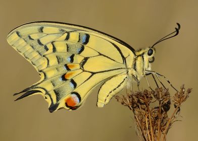 Papilio machaon butterfly