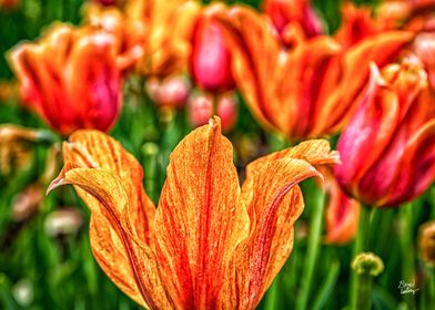 North Carolina Tulip Field