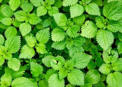 Common nettle