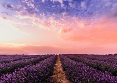 Flowers Field