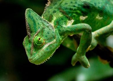 Animals Reptile Chameleon