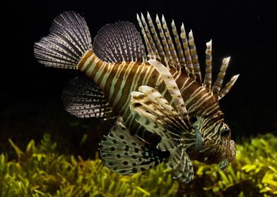 Animals Lionfish Aquarium