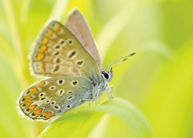 Animals Butterfly Nature