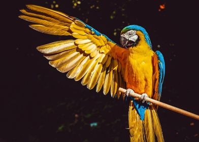 Animals Parrot Yellow Ara