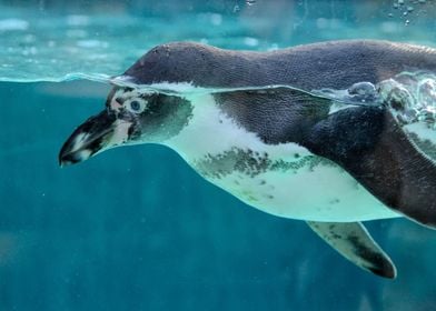 Animals Ocean Penguin Zoo