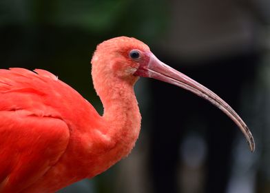 Scarlet Ibis bird