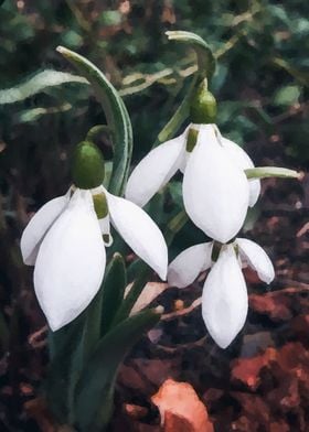 Snowdrops in the garden