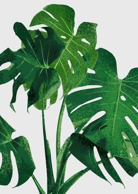 tropical plant 