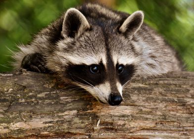 Animals Cute Raccoon Bear