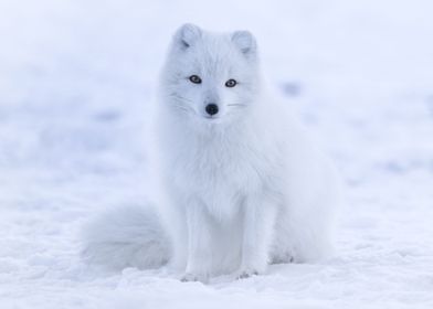 White Polar Fox Animals