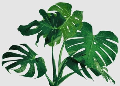 tropical plant 