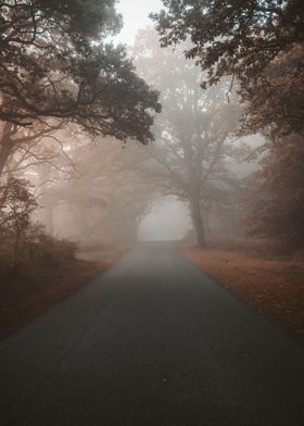 Misty forest