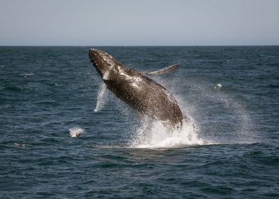 Kaikoura Whale II