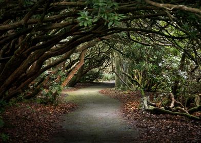 Rhododendron tree arch