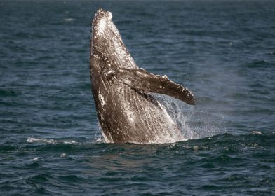Kaikoura Whale I