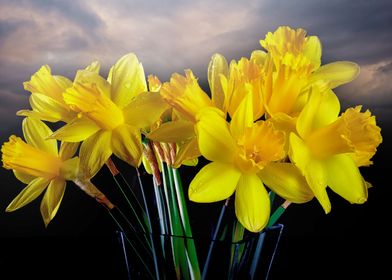 Welsh yellow Daffodils