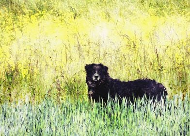 Black dog on the field art