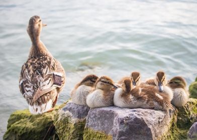 Animals cute little ducks