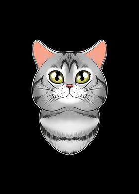 American Shorthair Cat