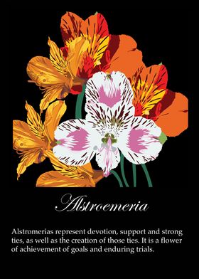 Alstroemeria poster