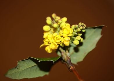 Yellow Berberis blossoming