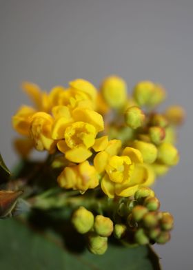 Yellow Berberis blossoming