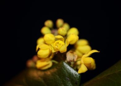 Yellow Berberis flowering