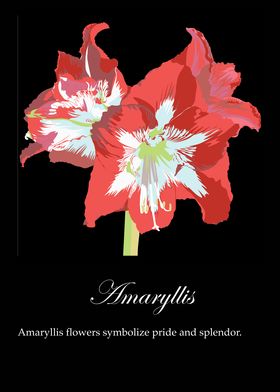 Amaryllis poster